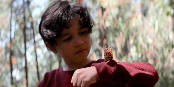 A young boy holds a butterfly on his arm