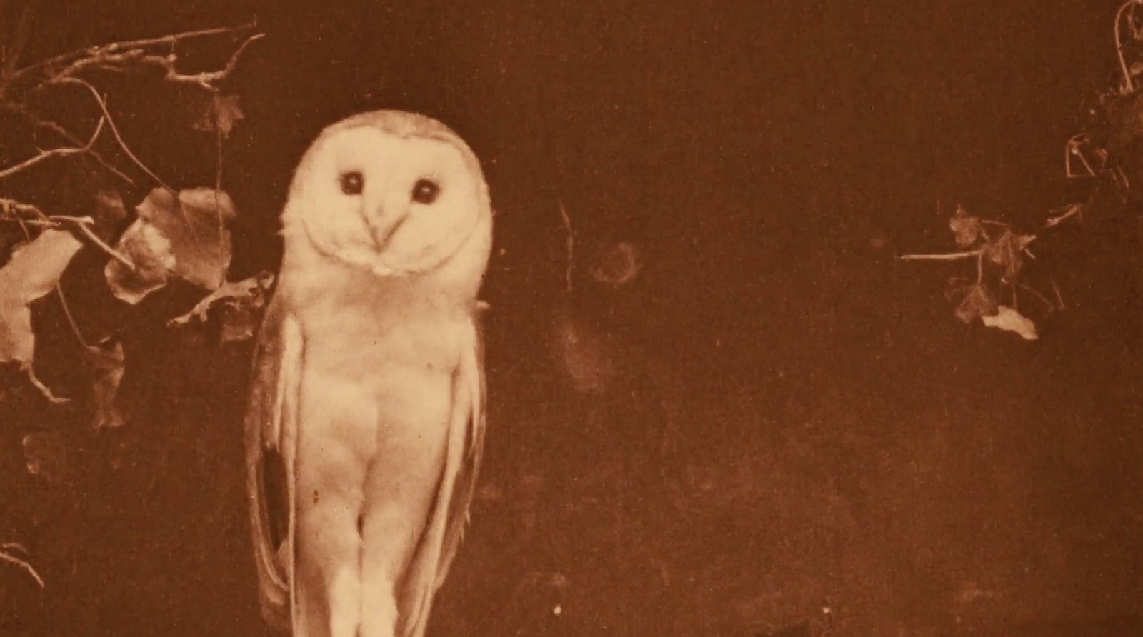 A faded photograph of an owl looking at camera, surrounded by leaves