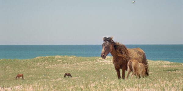 Horses stand in a windswept field, the sea in the distance