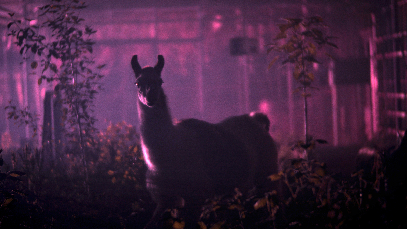 A llama looks at the camera surrounded by purple cloudy haze