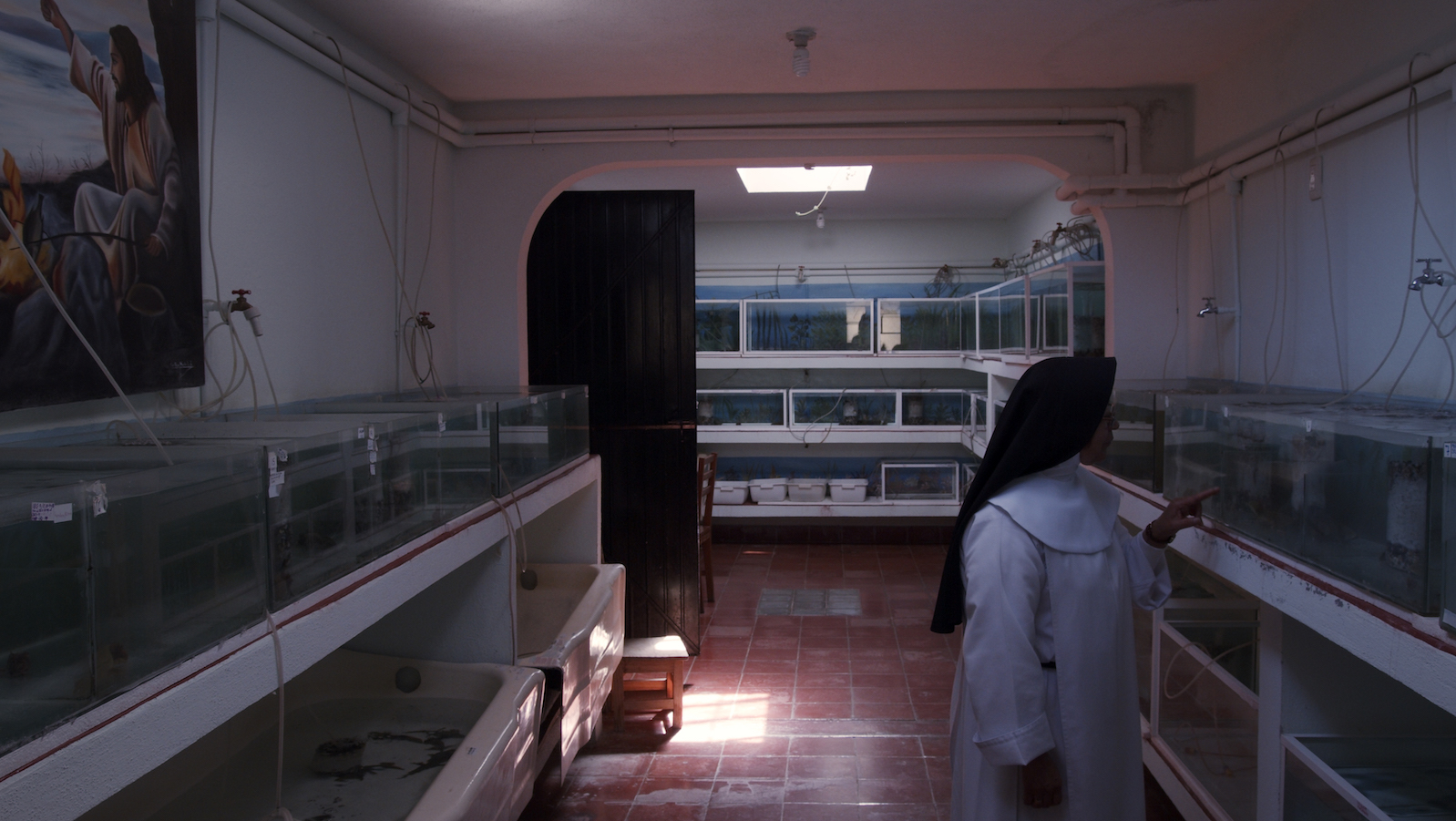 A nun stands in an empty medical facility looking at salamander cages