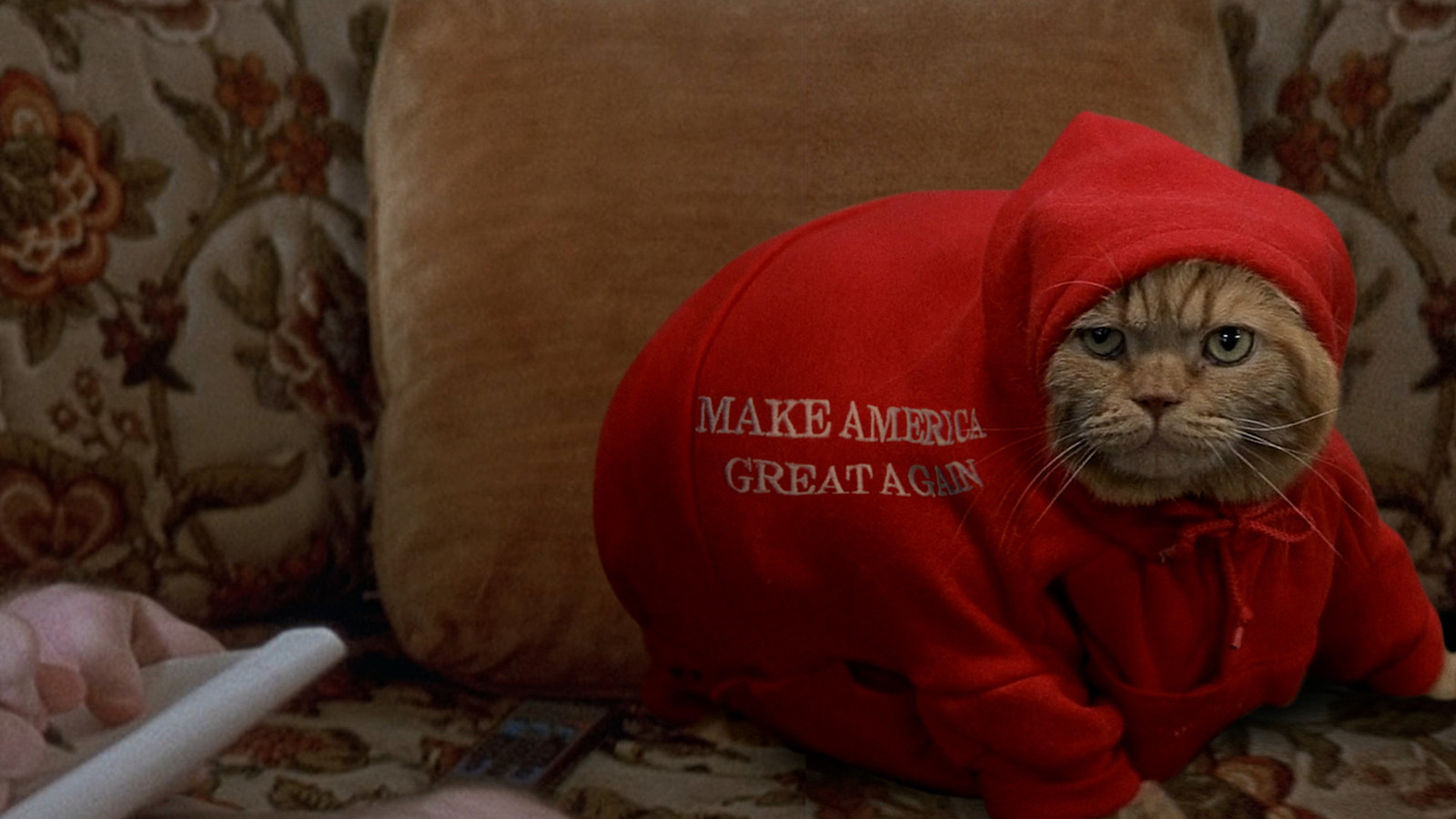 A grumpy cat wearing a red Make America Great Again sweatshirt looks at the camera